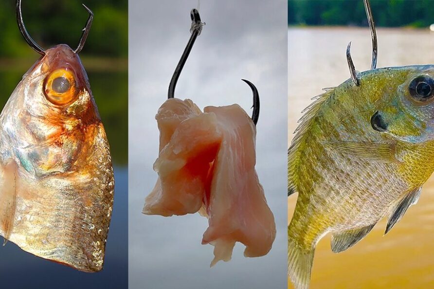 baits
