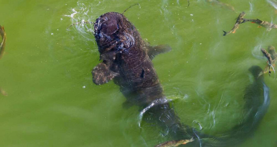 Decoding Fish Behavior: The Science Behind Next-Level Angling