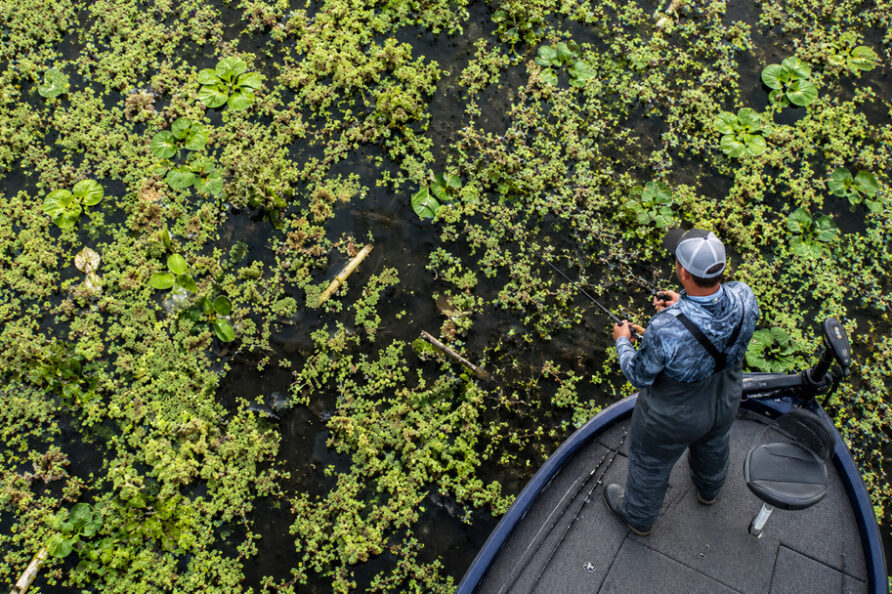 Lake Harris aquatic vegetation